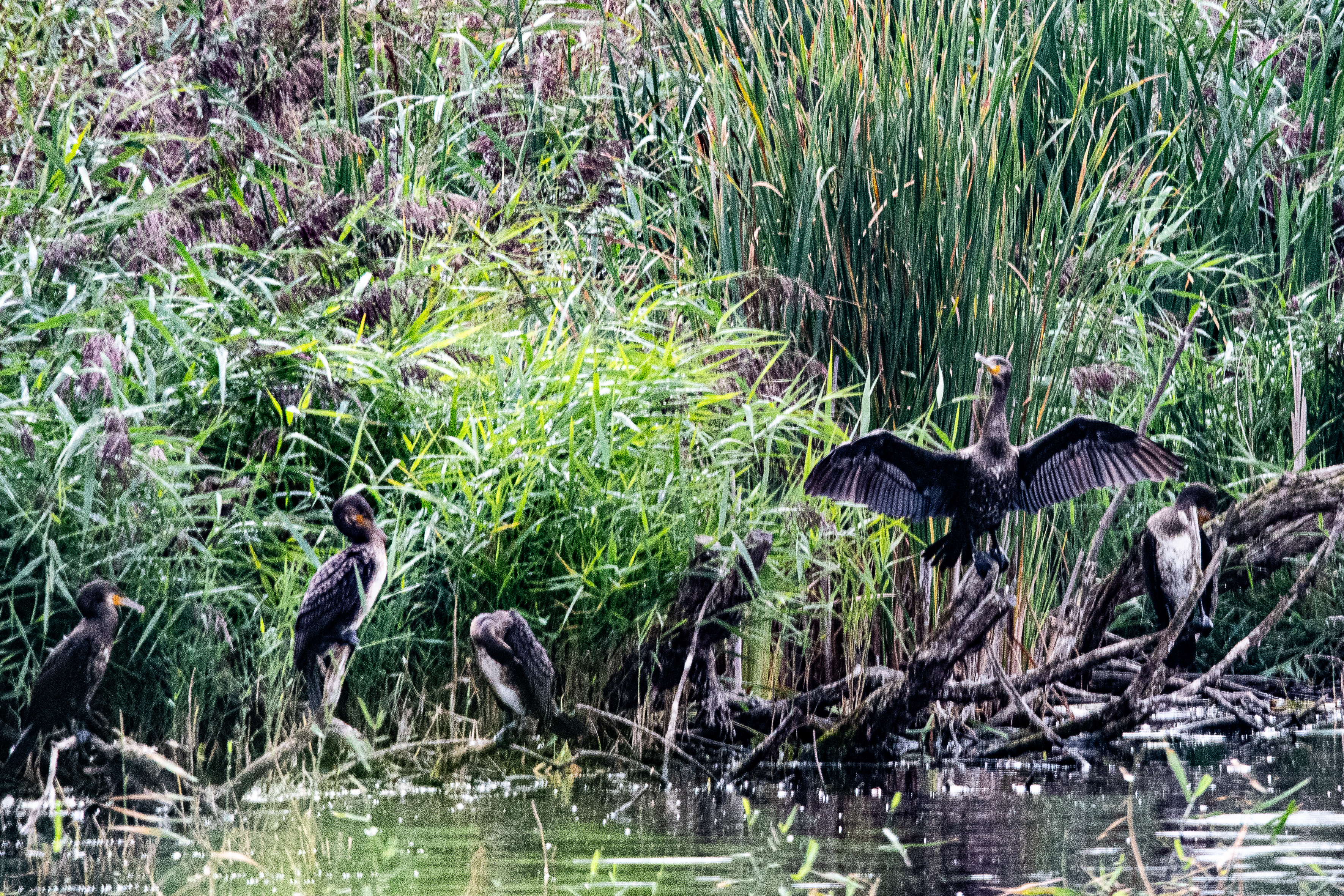 Grands Cormorans (Great cormorant,Phalacocrorax carbo), Dépôt 54 de la Réserve naturelle de Mont-Bernanchon, Hauts de France.